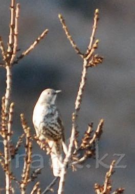 Певчий дрозд - Song Thrush-Turdus philomelos